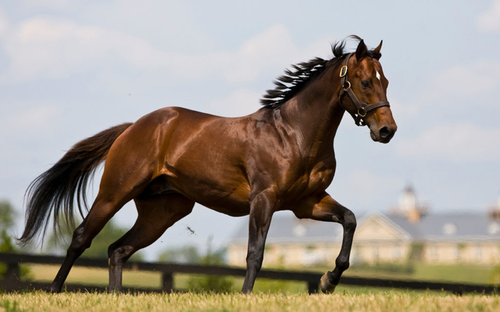 Treino Muscular Inspiratório em Cavalos