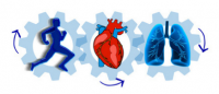 A IMPORTÂNCIA DA REABILITAÇÃO CARDIOPULMONAR